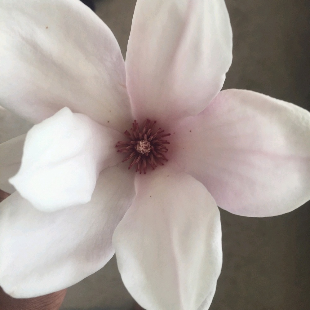 Meet your Posher, Nicolia